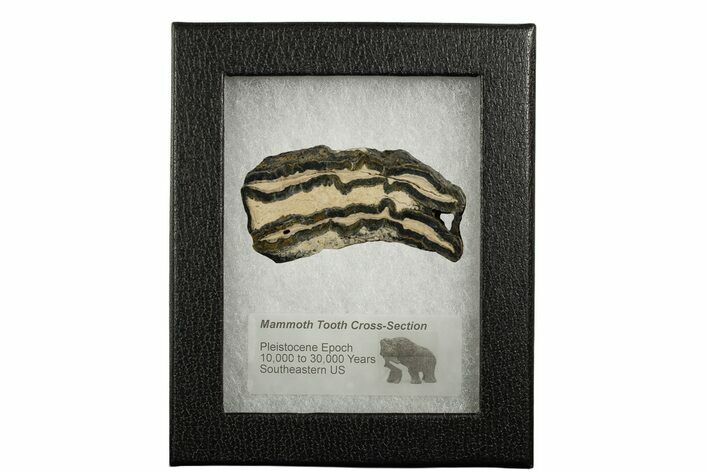 Mammoth Molar Slice With Case - South Carolina #337735